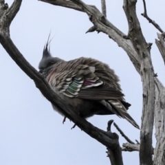 Ocyphaps lophotes (Crested Pigeon) at Holt, ACT - 30 Jun 2022 by AlisonMilton