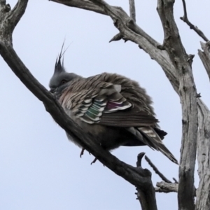 Ocyphaps lophotes (Crested Pigeon) at Holt, ACT by AlisonMilton