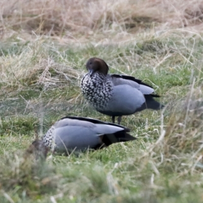 Chenonetta jubata (Australian Wood Duck) at Holt, ACT - 29 Jun 2022 by AlisonMilton