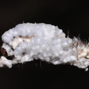 Braconidae (family) at Tidbinbilla Nature Reserve - 28 Jun 2022