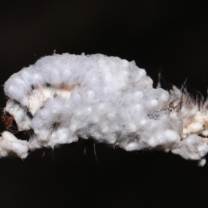 Braconidae sp. (family) (TBC) at suppressed by TimL