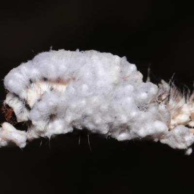 Braconidae sp. (family) at Tidbinbilla Nature Reserve - 28 Jun 2022 by TimL