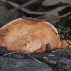 Trametes coccinea (Scarlet Bracket) at Woodstock Nature Reserve - 30 Jun 2022 by AlisonMilton