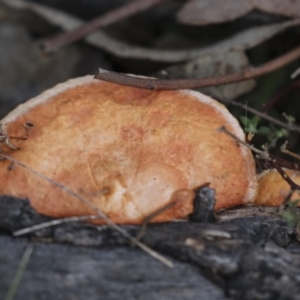 Pycnoporus coccineus at Coree, ACT - 30 Jun 2022