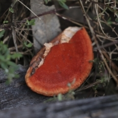 Pycnoporus coccineus at Coree, ACT - 30 Jun 2022