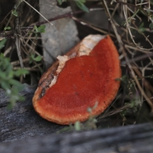 Trametes coccinea at Coree, ACT - 30 Jun 2022 10:15 AM