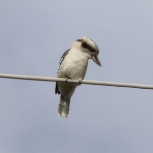 Dacelo novaeguineae at Coree, ACT - 30 Jun 2022