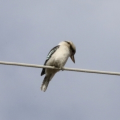 Dacelo novaeguineae at Coree, ACT - 30 Jun 2022