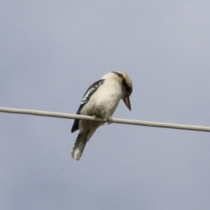 Dacelo novaeguineae at Coree, ACT - 30 Jun 2022