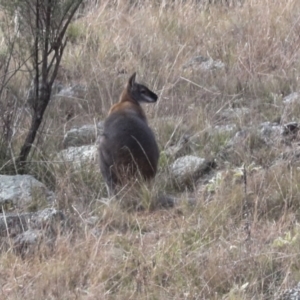 Notamacropus rufogriseus at Coree, ACT - 30 Jun 2022