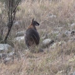 Notamacropus rufogriseus (Red-necked Wallaby) at Coree, ACT - 30 Jun 2022 by AlisonMilton
