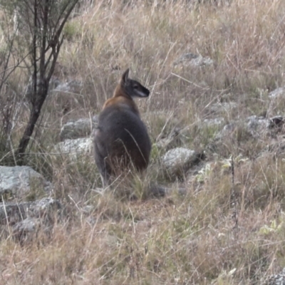 Notamacropus rufogriseus (Red-necked Wallaby) at Ginninderry Conservation Corridor - 30 Jun 2022 by AlisonMilton