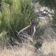 Notamacropus rufogriseus at Coree, ACT - 30 Jun 2022