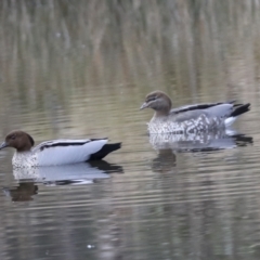 Chenonetta jubata (Australian Wood Duck) at Woodstock Nature Reserve - 30 Jun 2022 by AlisonMilton