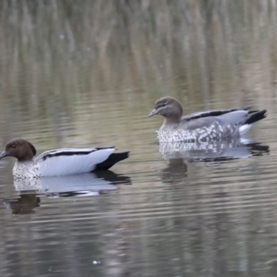 Chenonetta jubata (Australian Wood Duck) at Woodstock Nature Reserve - 30 Jun 2022 by AlisonMilton