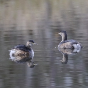 Tachybaptus novaehollandiae at Coree, ACT - 30 Jun 2022