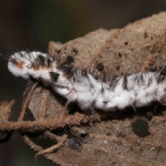 Entomophthoraceae (family) (An entomopathogenic (insect killing) fungus) at Tidbinbilla Nature Reserve - 28 Jun 2022 by TimL