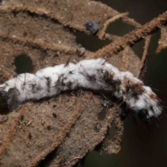 Entomophthoraceae (family) at Paddys River, ACT - 28 Jun 2022