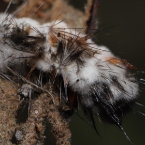 Entomophthoraceae (family) at Paddys River, ACT - 28 Jun 2022