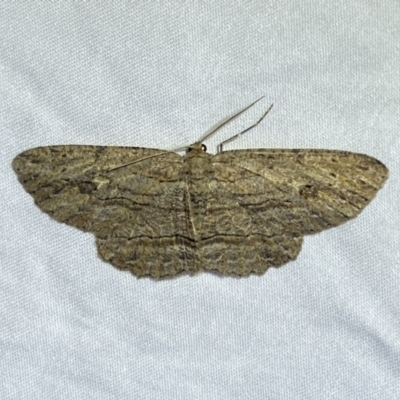 Ectropis excursaria (Common Bark Moth) at Jerrabomberra, NSW - 30 Jun 2022 by Steve_Bok