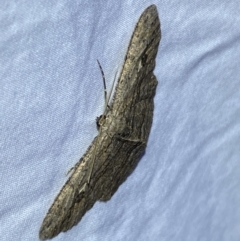 Ectropis excursaria at Jerrabomberra, NSW - suppressed