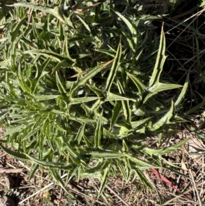 Cirsium vulgare at Coree, ACT - 30 Jun 2022 10:50 AM