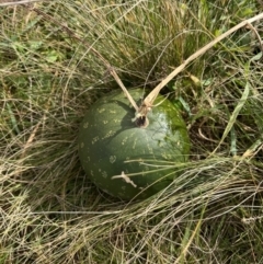 Citrullus amarus (Wild Melon, Camel Melon, Bitter Melon) at Throsby, ACT - 23 Jun 2022 by Wendyp5