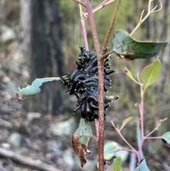 Perginae sp. (subfamily) (Unidentified pergine sawfly) at Coree, ACT - 30 Jun 2022 by Wendyp5