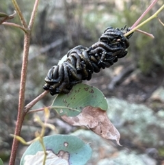 Perginae sp. (subfamily) at Coree, ACT - 30 Jun 2022 11:01 AM