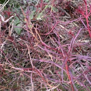 Haloragis heterophylla at Dunlop, ACT - 30 Jun 2022 10:01 AM