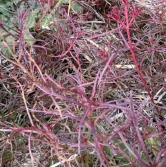 Haloragis heterophylla at Dunlop, ACT - 30 Jun 2022 10:01 AM