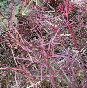 Haloragis heterophylla at Dunlop, ACT - 30 Jun 2022 10:01 AM