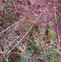 Haloragis heterophylla at Dunlop, ACT - 30 Jun 2022 10:01 AM