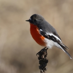 Petroica phoenicea (Flame Robin) at Rendezvous Creek, ACT - 27 Jun 2022 by jb2602