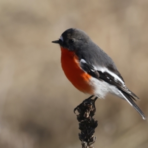 Petroica phoenicea (Flame Robin) at Rendezvous Creek, ACT by jb2602