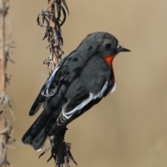 Petroica phoenicea at Rendezvous Creek, ACT - 27 Jun 2022