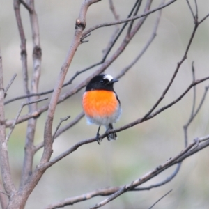 Petroica boodang (Scarlet Robin) at Stromlo, ACT by Harrisi