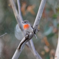 Petroica boodang at Stromlo, ACT - 24 Jun 2022