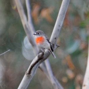 Petroica boodang at Stromlo, ACT - 24 Jun 2022