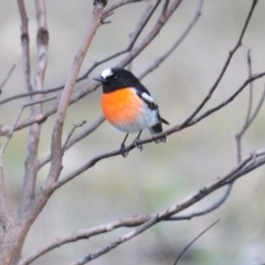 Petroica boodang at Stromlo, ACT - 24 Jun 2022