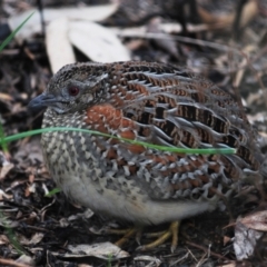 Turnix varius (Painted Buttonquail) at Stromlo, ACT - 30 Jun 2022 by Harrisi