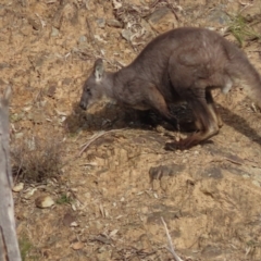 Osphranter robustus robustus (Eastern Wallaroo) at Kambah Pool - 28 Jun 2022 by SandraH