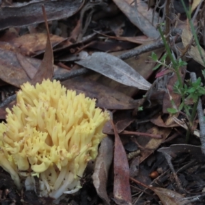 Ramaria sp. at Farrer, ACT - 23 Jun 2022 11:05 AM