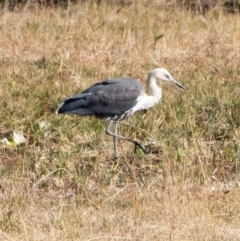 Ardea pacifica (White-necked Heron) at Penrose - 29 Jun 2022 by Aussiegall
