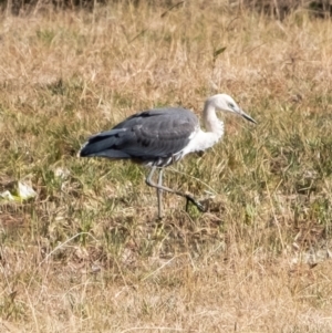 Ardea pacifica at Penrose, NSW - 29 Jun 2022