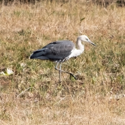 Ardea pacifica (White-necked Heron) at Penrose - 29 Jun 2022 by Aussiegall
