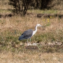 Ardea pacifica at Penrose, NSW - suppressed