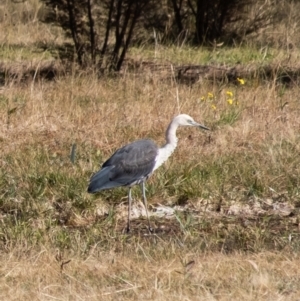 Ardea pacifica at Penrose, NSW - 29 Jun 2022