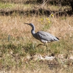 Egretta novaehollandiae (White-faced Heron) at Penrose, NSW - 29 Jun 2022 by Aussiegall