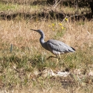 Egretta novaehollandiae at Penrose, NSW - 29 Jun 2022